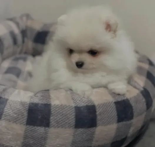 Cachorro Lulu da Pomerania preço especial por tempo limitado