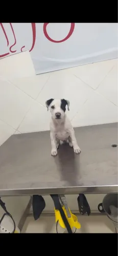 Pitbull