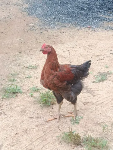 Frango GSB
