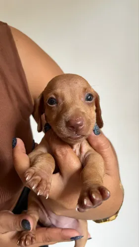 Filhotes de Daschund