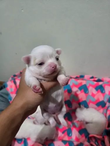 Filhotes Chihuahuas Disponíveis!