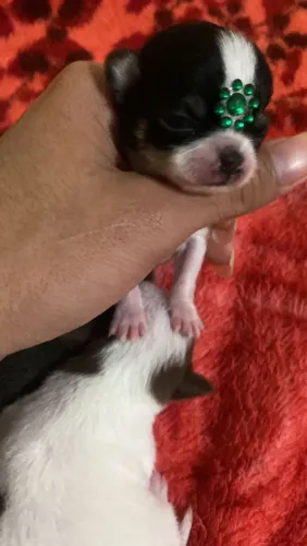 Chihuauha