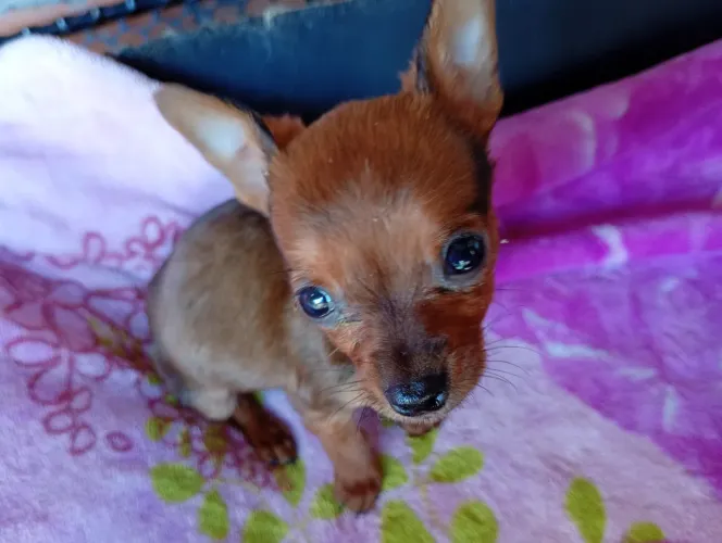 Disponível filhotes da raça pinscher 