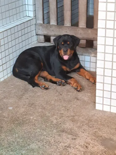 rottweiler
