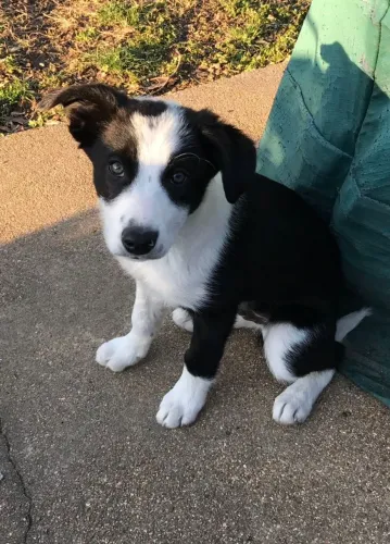 Border collie companheiro e ativo