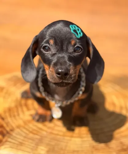 Dachshund Linguicinha Salsichinha 