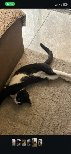 GATINHO FRAJOLA