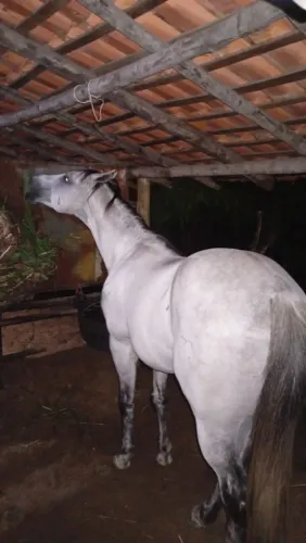Cavalo de vaquejada