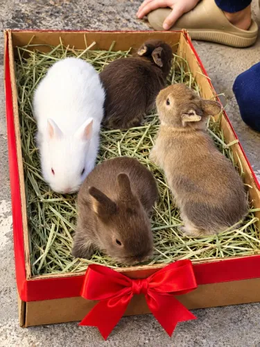 MINI COELHOS ANÕES - DESCENDENTES DE NETHERLAND DWARF