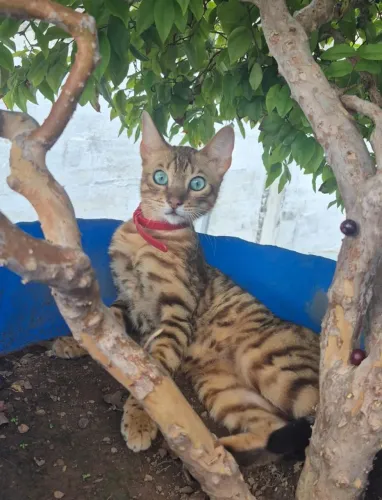 Gato Bengal