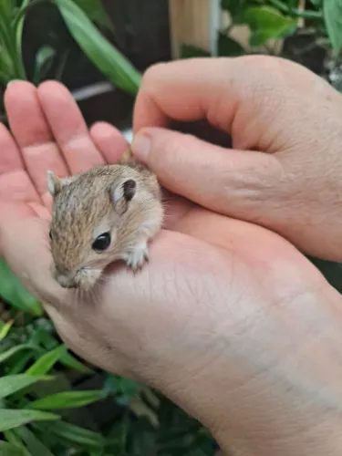 Lindos filhotes Esquilo da Mongolia Nutmeg Gerbil