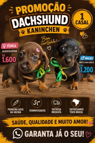 Filhote de Basset