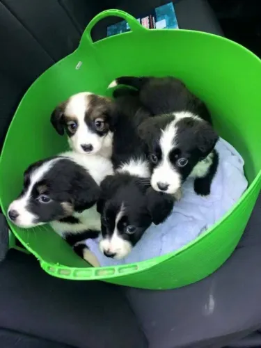 Border collie muito esperto 