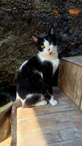 Doação dessa linda gatinha ( 6 meses)