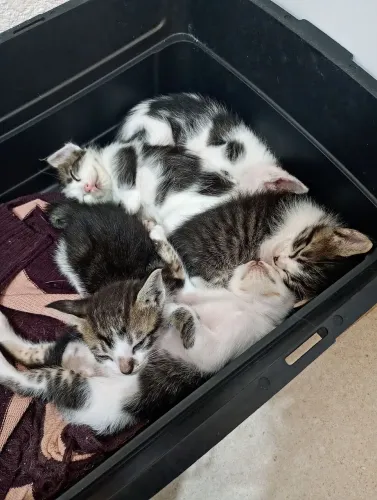 DOAÇÃO FILHOTE DE GATO