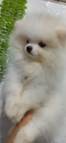 Lulu da pomerania macho