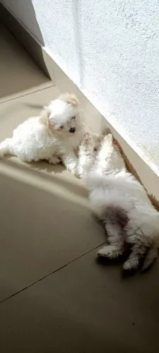 Cachorro