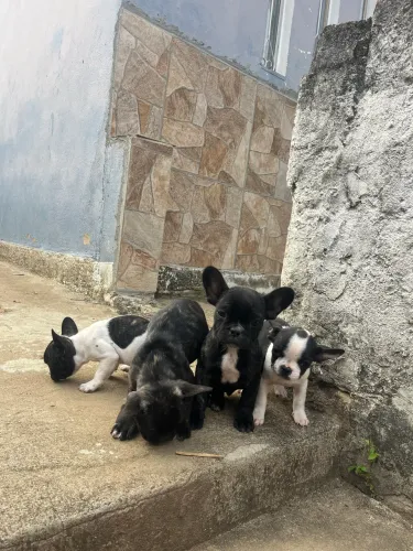 Filhotes buldogue francês