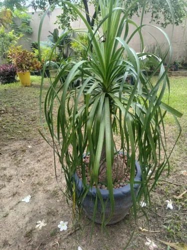 Vendo belíssima planta Pata de Elefante 