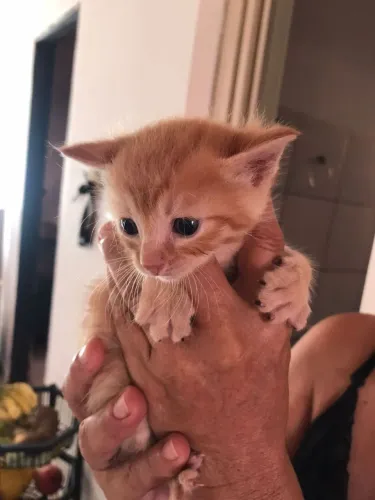 GATO MACHO 