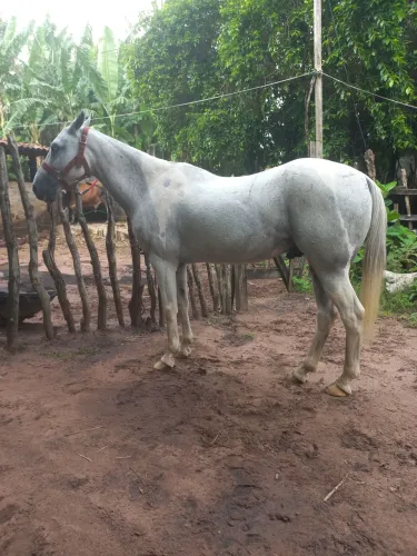 Cavalo de esteira 