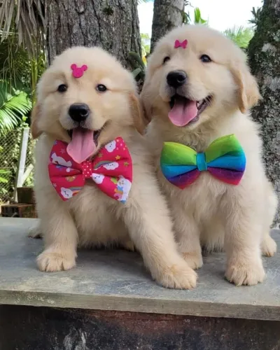 Golden Retriever Microchip e Pedigree de Pureza