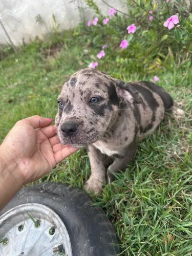 American bully