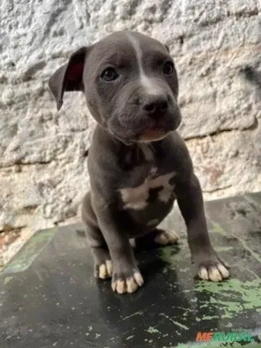 Pitbulls para adoção 