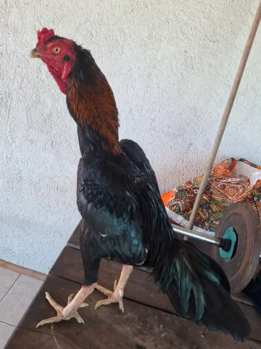 Galo indio bom para terreiro