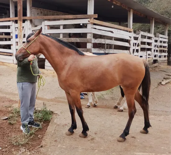 Égua Mangalarga marchador