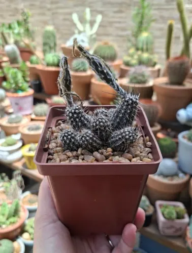 10 sementes do Echinopsis mirabilis