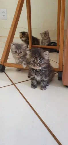 Gato persa "extremados"