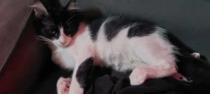 Gatinha doação