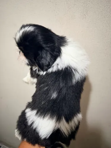 Shih tzu Fêmea