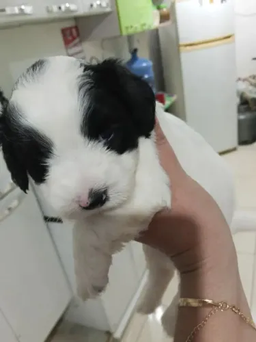poodle x shitzu CHAMA 9975I649I entrego só paga ao receber *