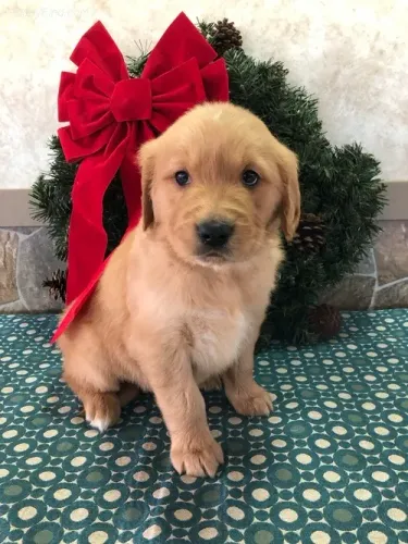 Golden Retriever,Golden Retriever Filhote Selecionado Alta Procedência
