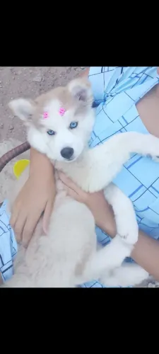 Ruski Siberiano pelagem wooly 