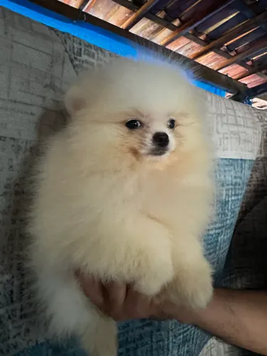 Lulu padrão ursinho