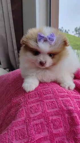 Lulu da Pomerânia / Spitz Alemão - Fêmeas