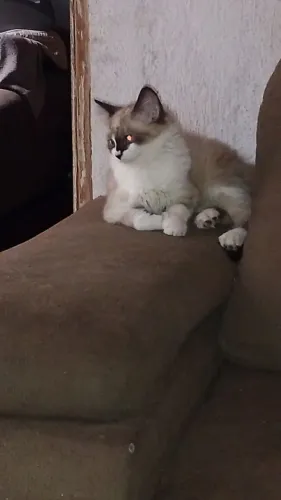 Doação de gatas / Santa Luzia MG São Benedito