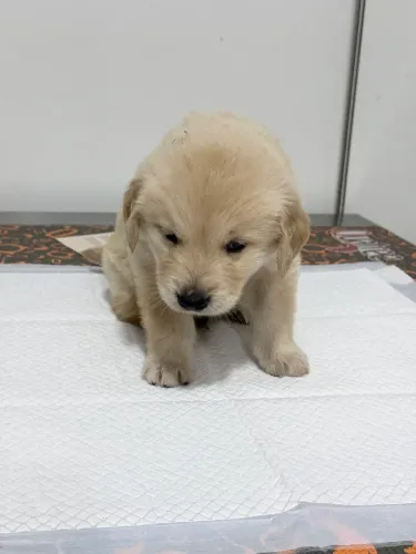 Golden retriever 