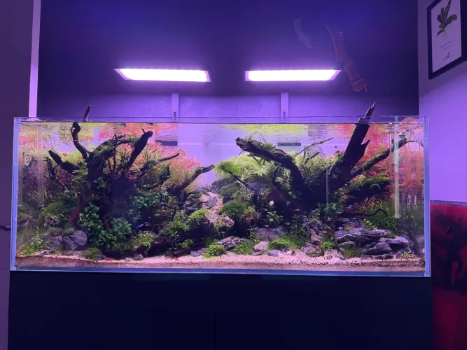 Luminária Netlea AT5 NL580P 80w Aquario Plantado