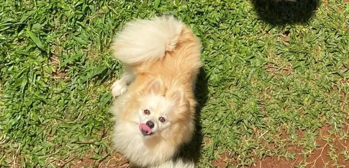 Fêmea spitz alemão adulta