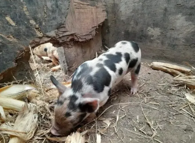 Mini porco, fêmea