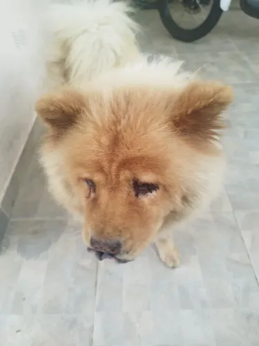 Chowchow fêmea 9 anos