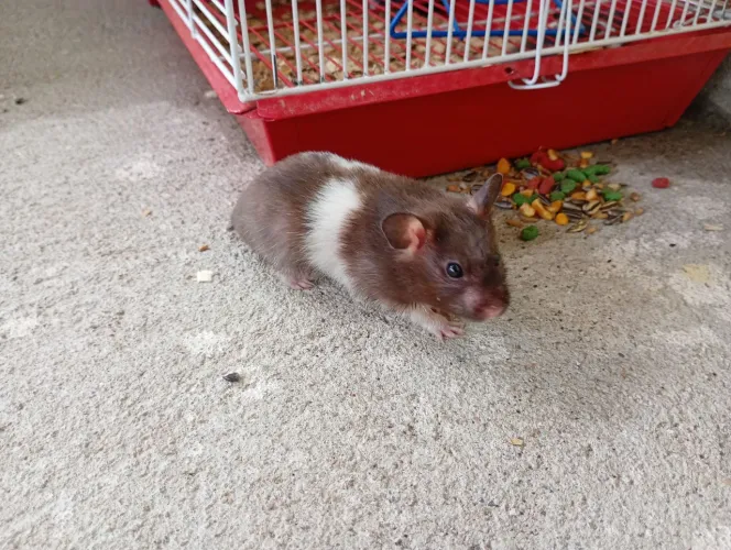 Hamster sírio 