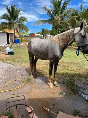 Cavalo Castrado quente. Grande porte, manga larga