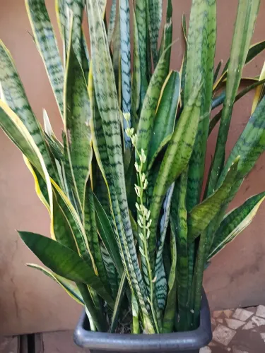 Plantas e jardim