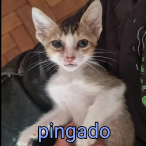 adoção responsável