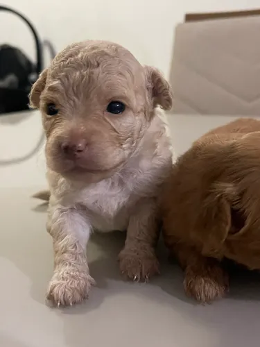 Vendo filhotes de poodle
